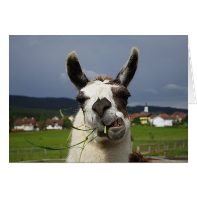Coolest Llama Hälsningskort (Framsidan Horizontal)