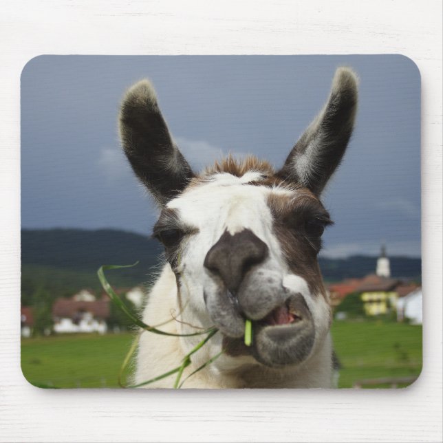 Coolest Llama Musmatta (Framsidan)