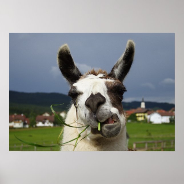 Coolest Llama Poster (Framsidan)