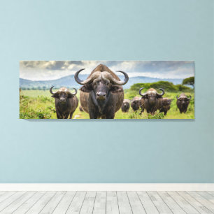 Coolt Buffalo Canvastryck! Canvastryck