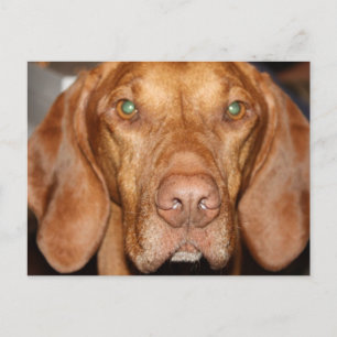 Coon Hound-vykort Vykort