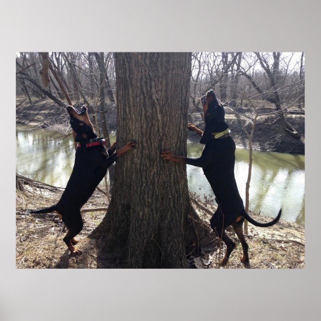 Coon Hounds Treeing Poster (Framsidan)