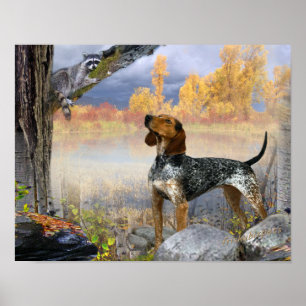 Coon Hund Raccoon Poster