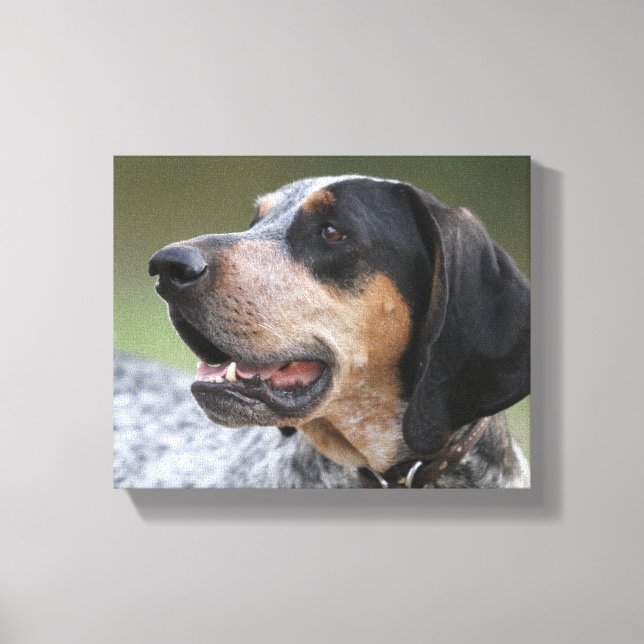 Coonhound Canvastryck (Framsida)