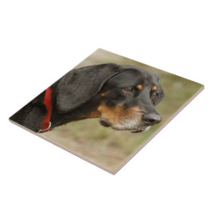 Coonhound - Gracie Lou Kakelplatta