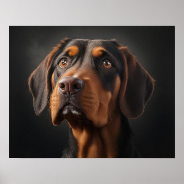 Coonhound hund poster (Framsidan)