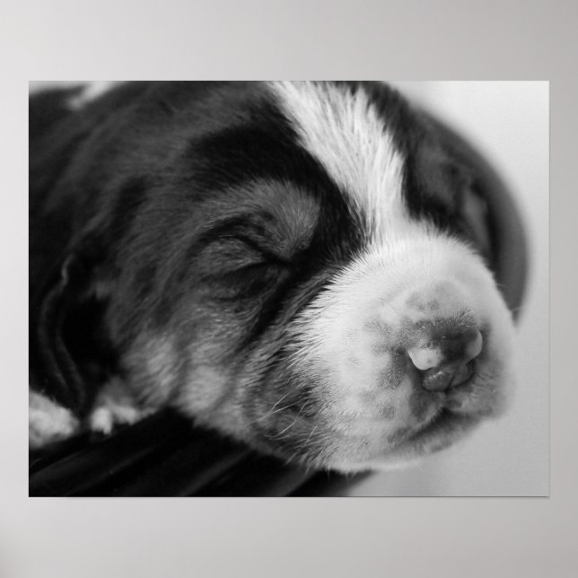 Coonhound Puppy Poster (Framsidan)