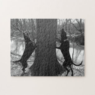 Coonhounds Treing in Black & White Pussel