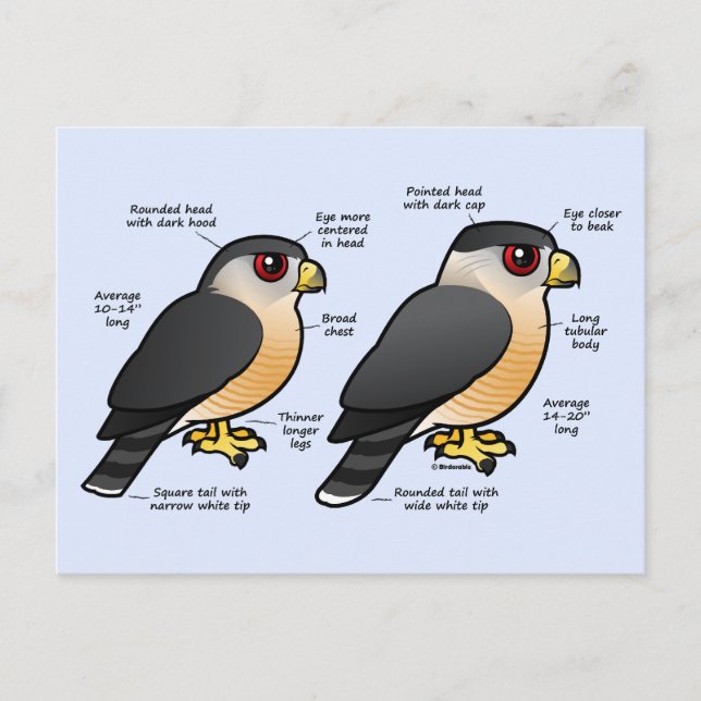 Coop v Sharpie Vykort (Framsida)