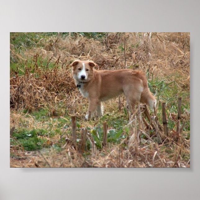 Cooper Poster (Framsidan)