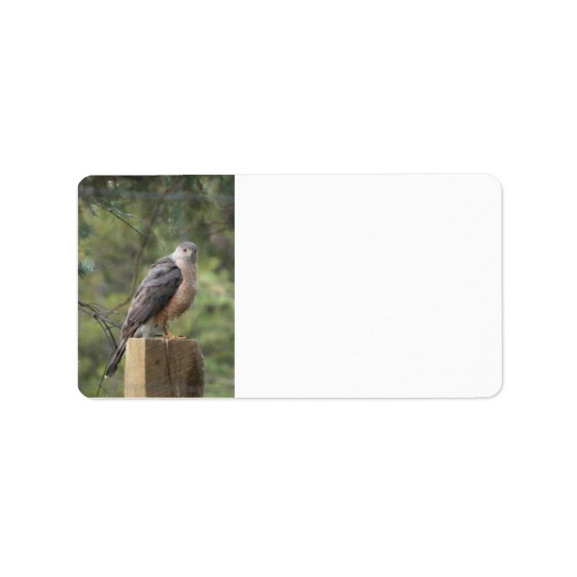 Cooper's Hawk Address Label Adressetikett (Framsidan)