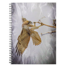 Coopers Hawk
