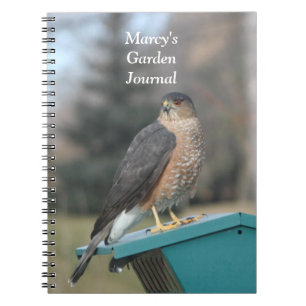 Coopers Hawk Anteckningsbok Med Spiral