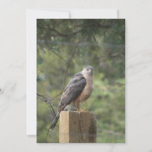 Cooper's Hawk Call Inbjudningar