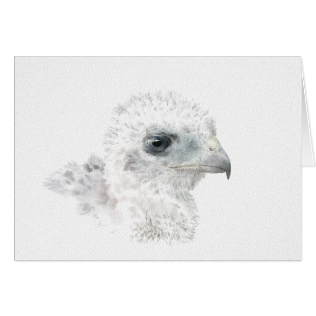 Coopers Hawk Chick Hälsningskort (Framsidan Horizontal)