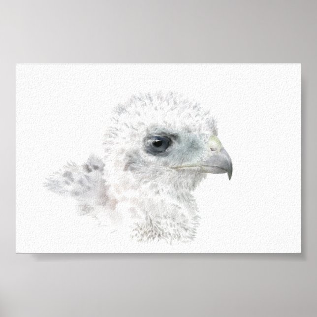 Coopers Hawk Chick Poster (Framsidan)