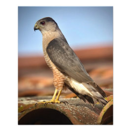 Cooper's Hawk Fototryck