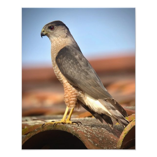 Cooper's Hawk Fototryck (Framsidan)
