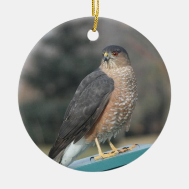 Coopers Hawk Julgransprydnad Keramik (Framsidan)
