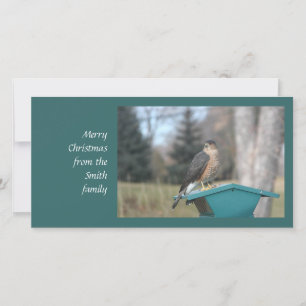 Coopers Hawk Julkort