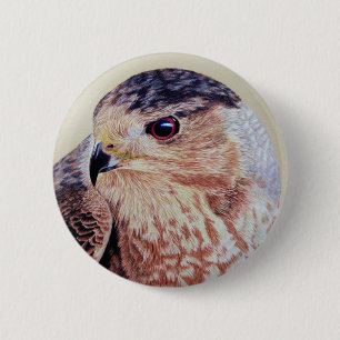 Coopers Hawk Knapp