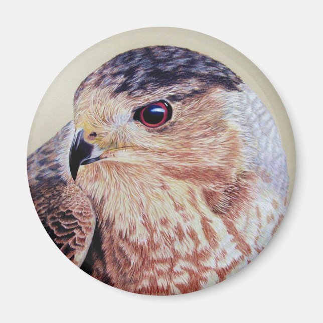 Coopers Hawk Magnet (Framsidan)