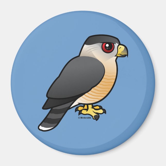Cooper's Hawk Magnet (Framsidan)