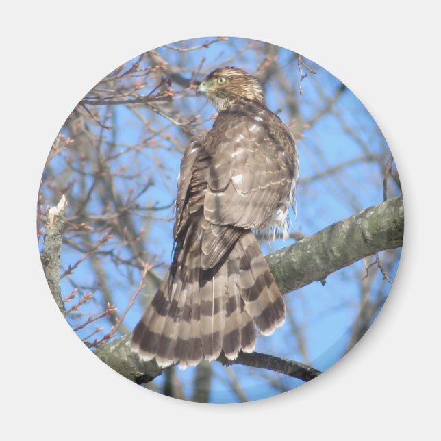 Cooper's Hawk Magnet (Framsidan)