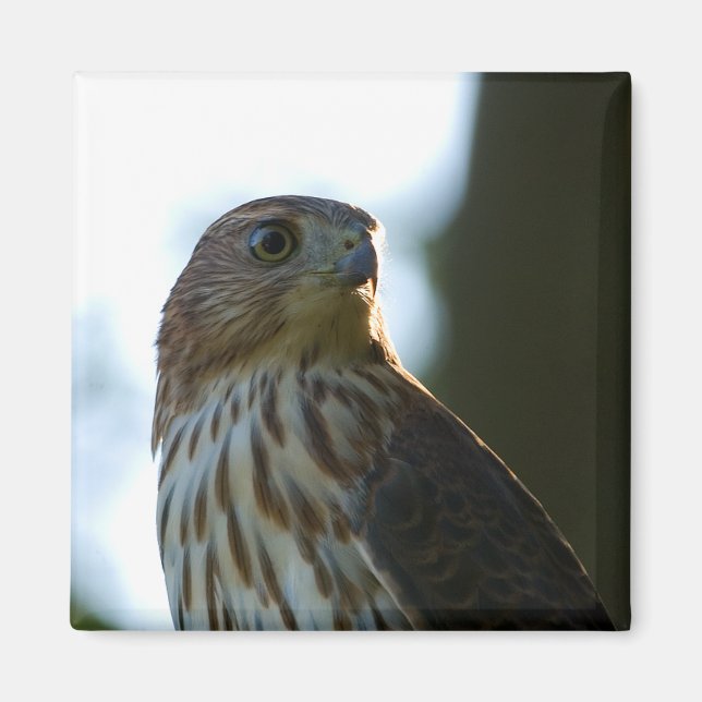 Cooper's Hawk Magnet (Framsidan)
