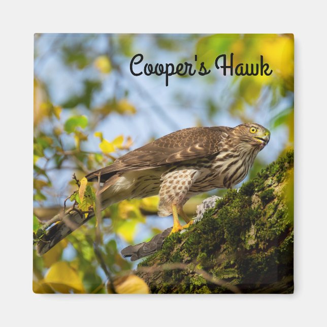 Cooper's Hawk Magnet (Framsidan)