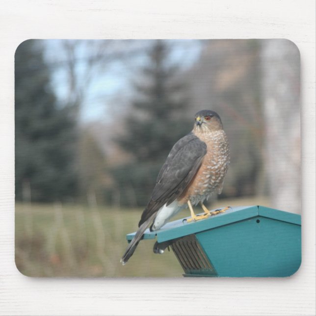 Coopers Hawk Musmatta (Framsidan)