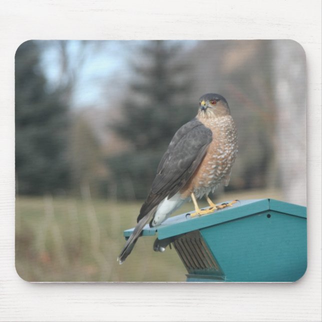 Coopers Hawk Musmatta (Framsidan)
