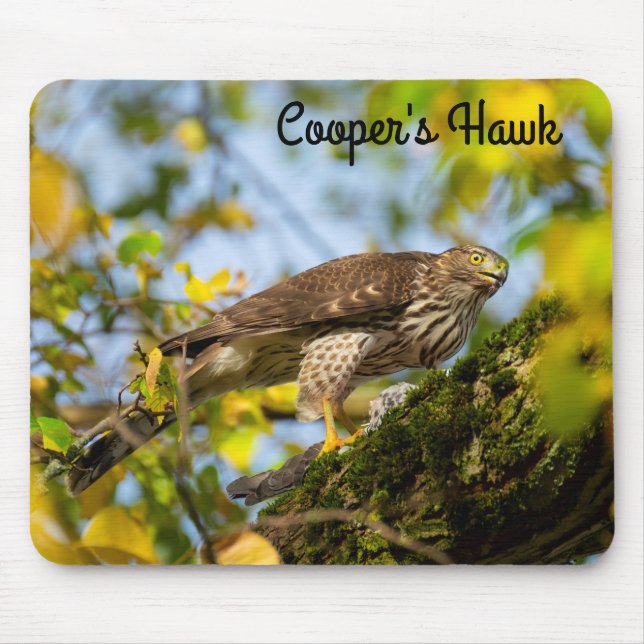 Cooper's Hawk Musmatta (Framsidan)