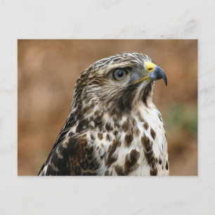 Cooper's Hawk Photo Postcard Vykort