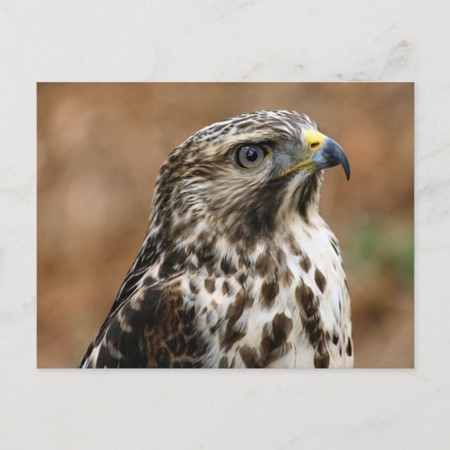 Cooper's Hawk Photo Postcard Vykort (Framsida)
