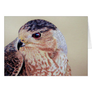 Coopers Hawk Porträtt Hälsningskort