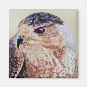 Coopers Hawk Porträtt Magnet