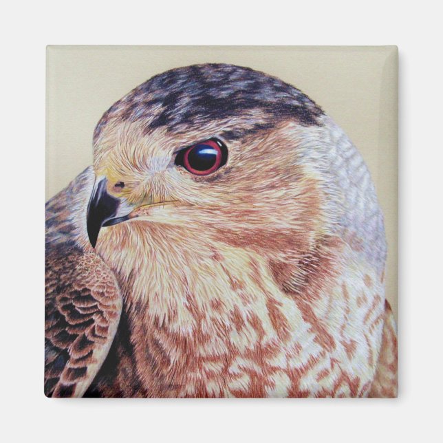Coopers Hawk Porträtt Magnet (Framsidan)