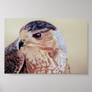 Coopers Hawk Porträtt Poster