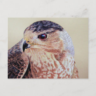 Coopers Hawk Porträtt Vykort