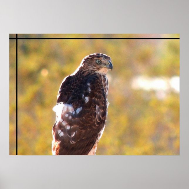Cooper's Hawk Poster (Framsidan)