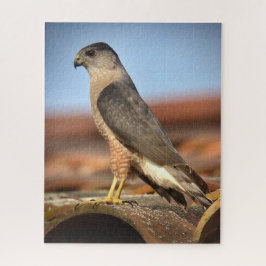 Cooper's Hawk Pussel