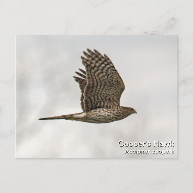 Cooper's Hawk Vykort (Framsida)