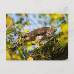 Cooper's Hawk Vykort