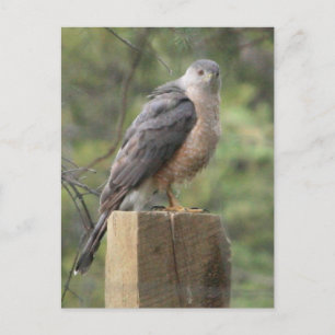 Cooper's Hawk Vykort