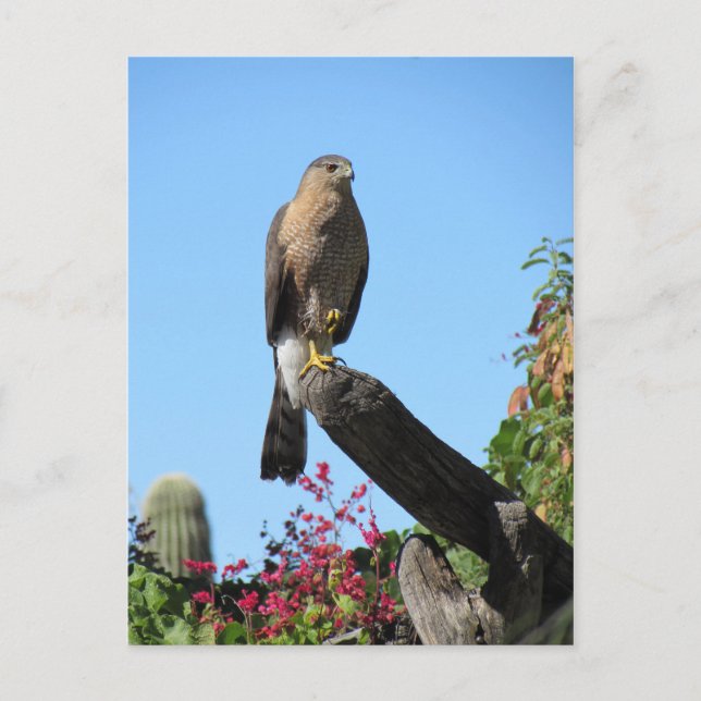 Cooper's Hawk Vykort (Framsida)