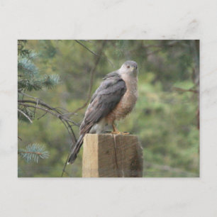 Cooper's Hawk Vykort