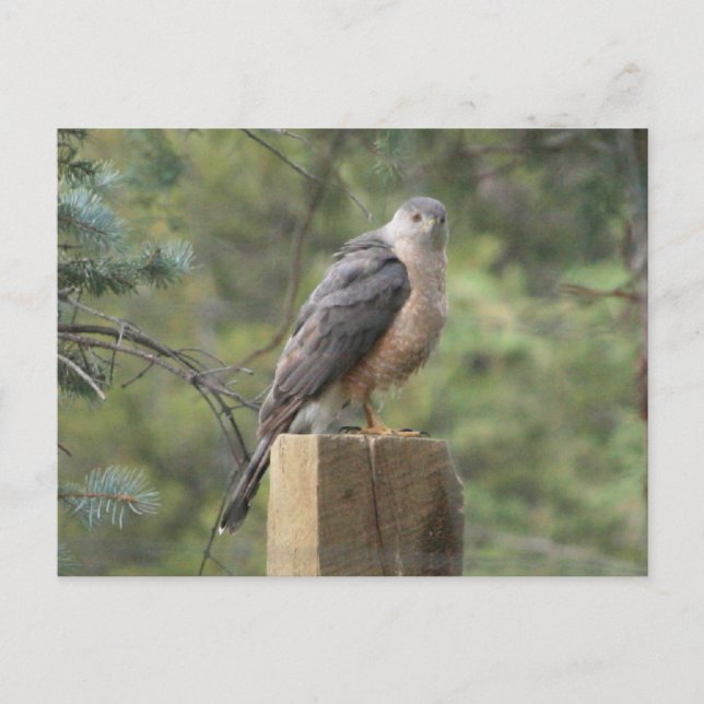 Cooper's Hawk Vykort (Framsida)