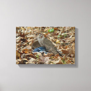Cooper's Hawk With Be Canvastryck