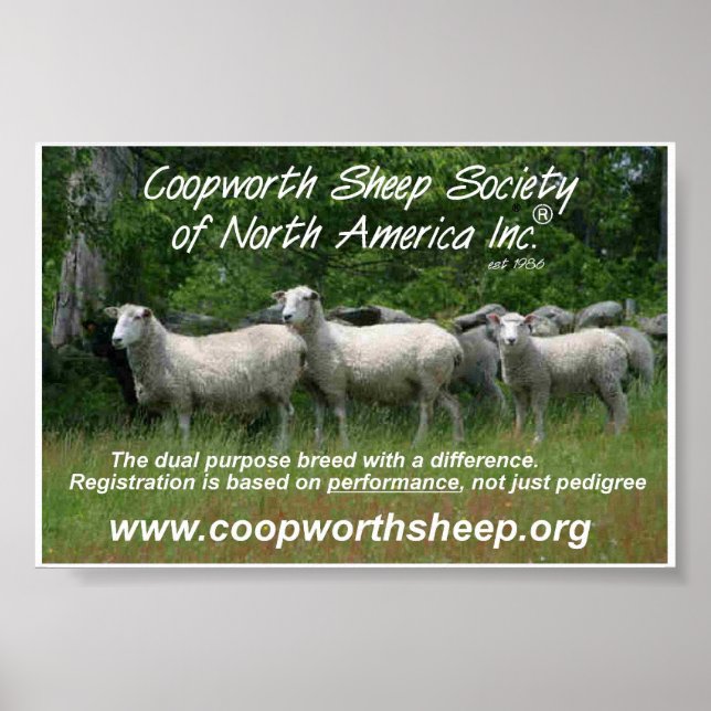 Coopworth Sheep Poster (Framsidan)